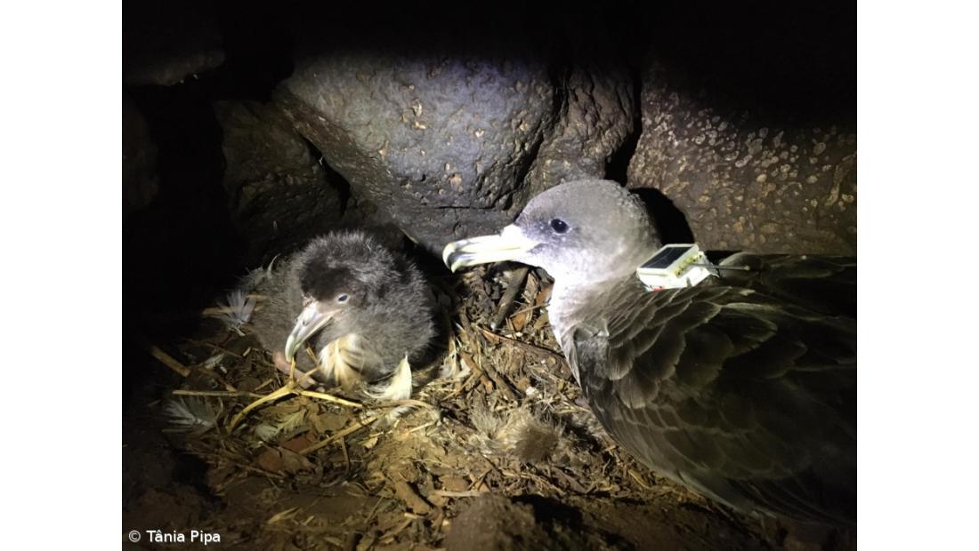 Voluntários salvam mais de 800 aves nas ilhas da Madeira, Açores e Canárias