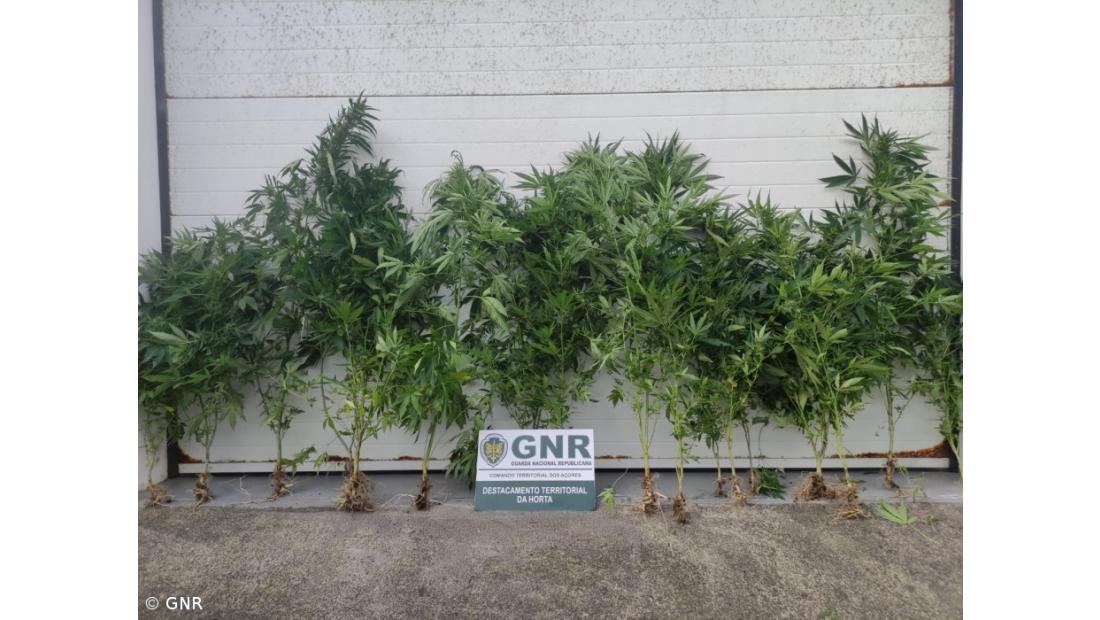 Apreensão de 18 plantas de cannabis nas Flores