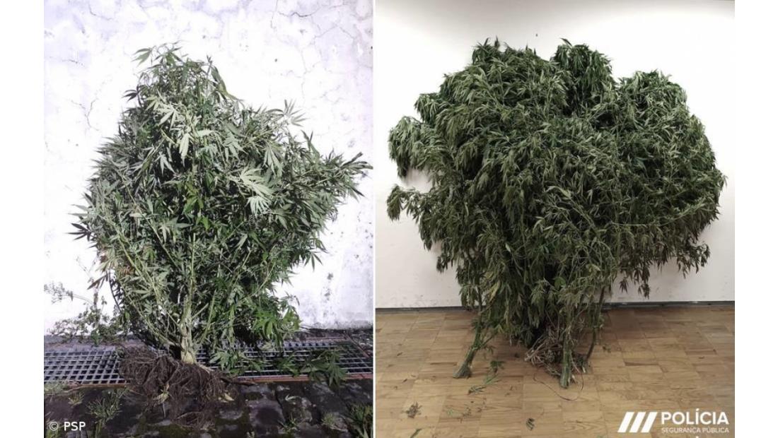 Detidos dois homens pelo crime de tráfico e cultivo de estupefacientes no Nordeste