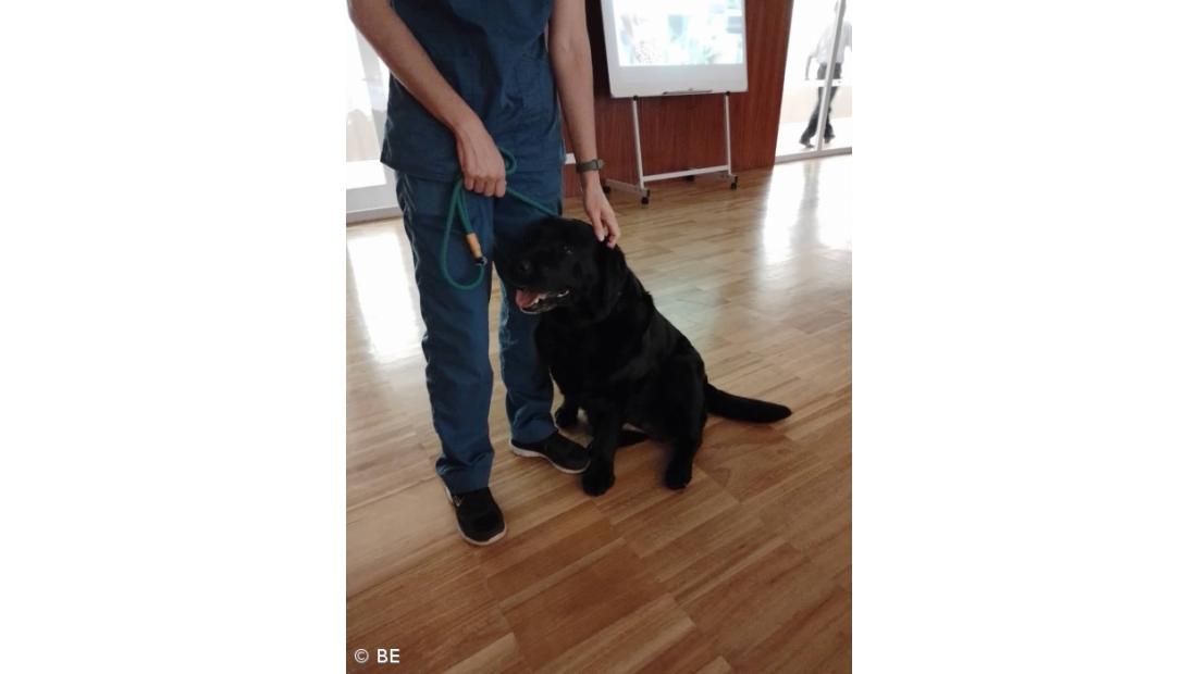 "Bem-estar animal" – Imagem 2