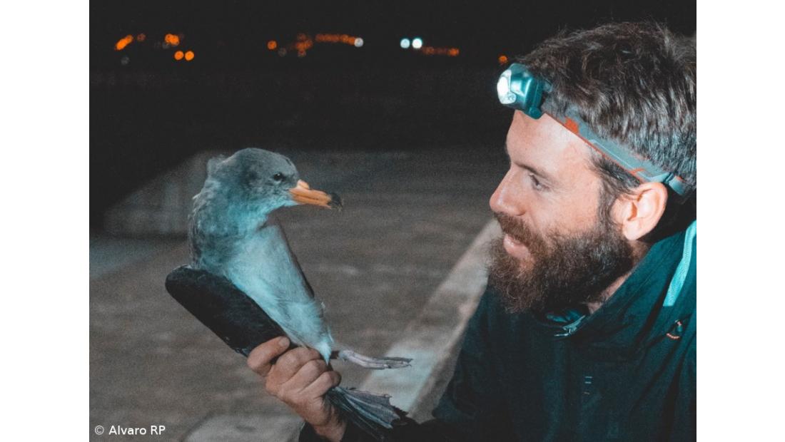 Associação dos Açores pede diminuição da intensidade da iluminação para salvar cagarros