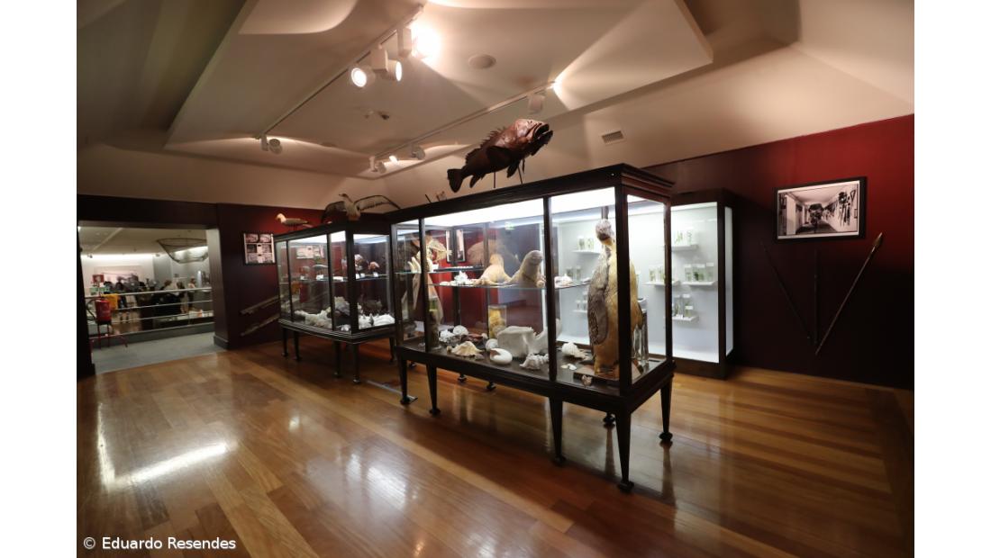 Museu dedica exposição ao Príncipe do Atlântico – Imagem 7