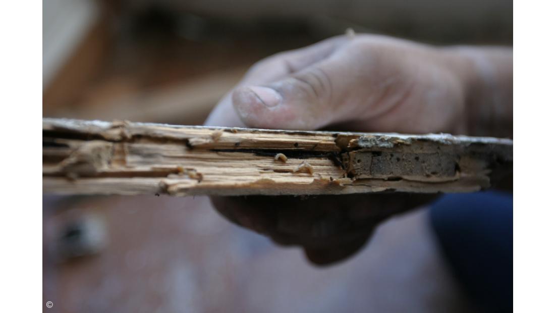 União de capitais de língua portuguesa discute combate às térmitas em Angra do Heroísmo 