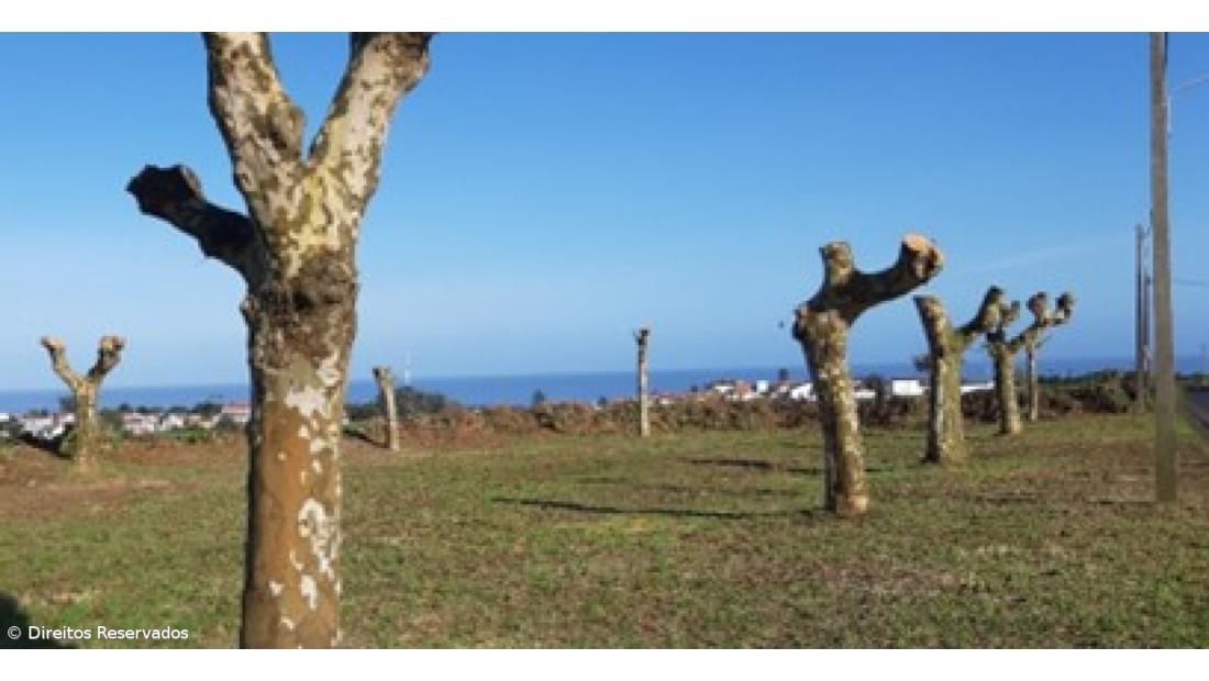 Ambientalistas criticam poda ‘radical’ de plátanos