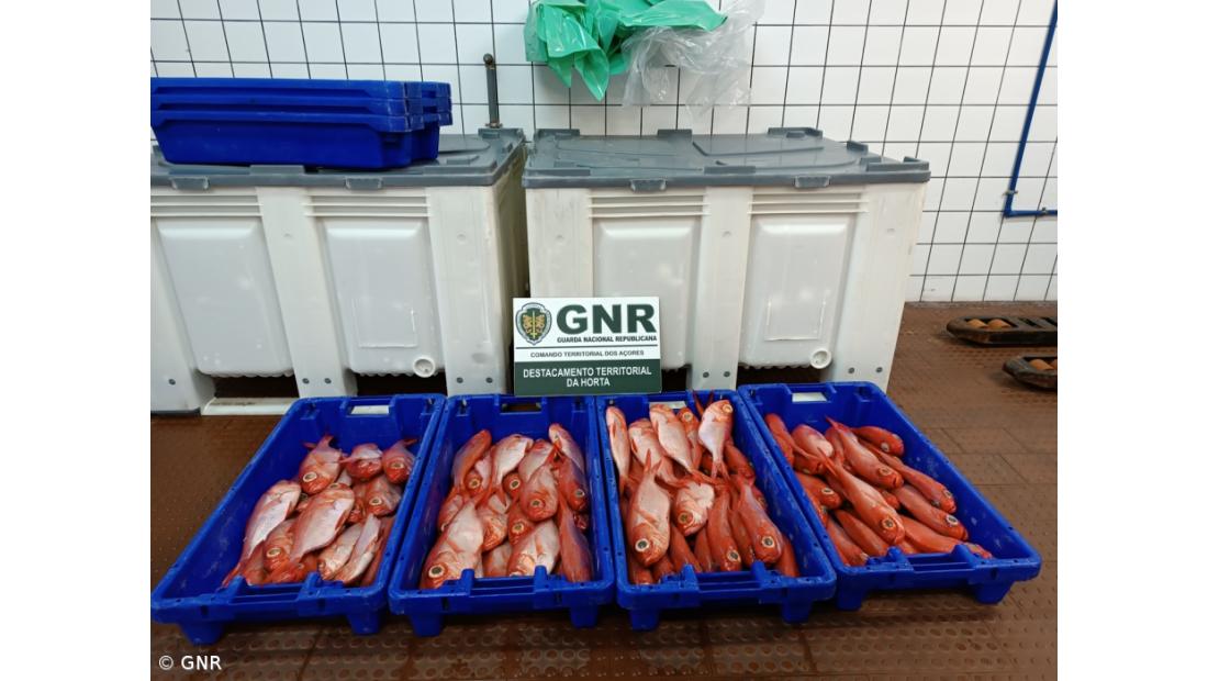 GNR apreende no Faial 59 quilos de Alfonsim cuja captura está proibida