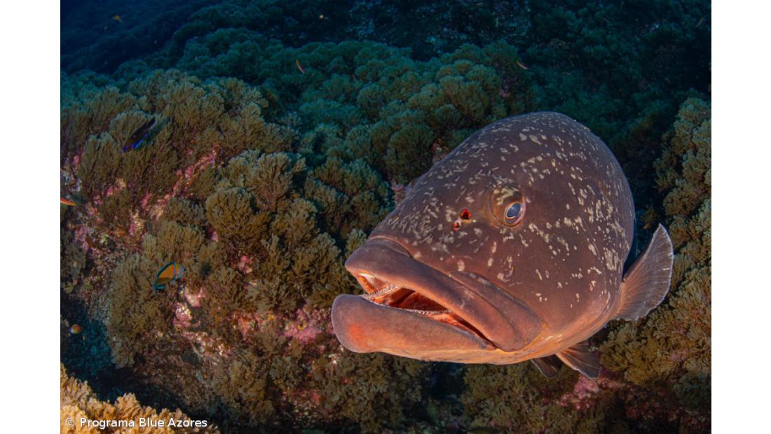 Programa Blue Azores inicia processo participativo