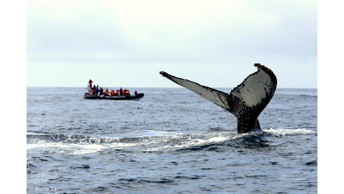 Açores certificados como Sítio Património das Baleias – Imagem 1
