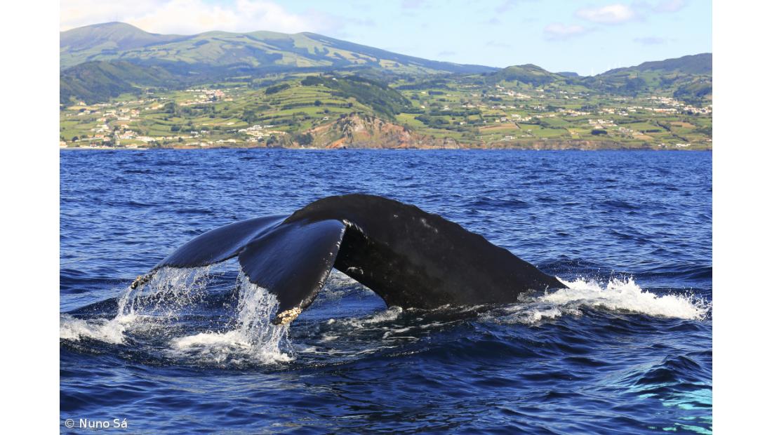 Açores certificados como Sítio Património das Baleias – Imagem 2