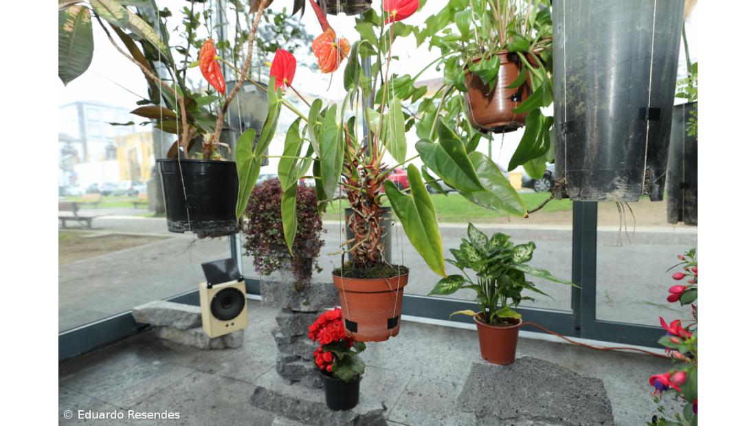 Bioinstalação revitaliza espaço em Ponta Delgada – Imagem 1