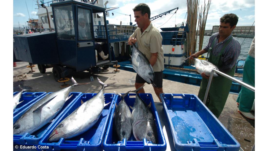 Campanha do atum-rabilho abre com alerta de gestão sustentável de Bruxelas