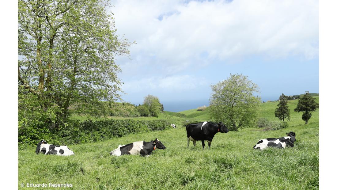 Agricultores dos Açores com apoios para a compra de sementes de milho e sorgo