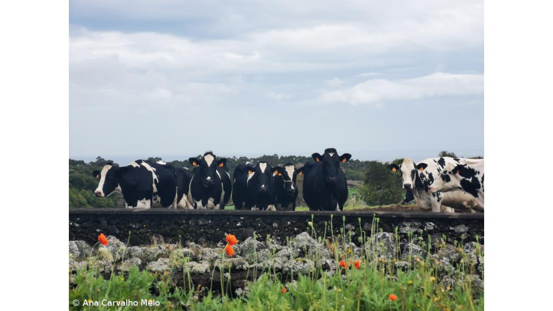 Milk production in the Azores "can be more efficient"