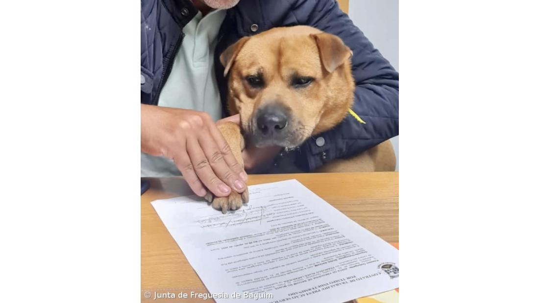 Freguesia em Gondomar assina contrato de trabalho com cão que adotou