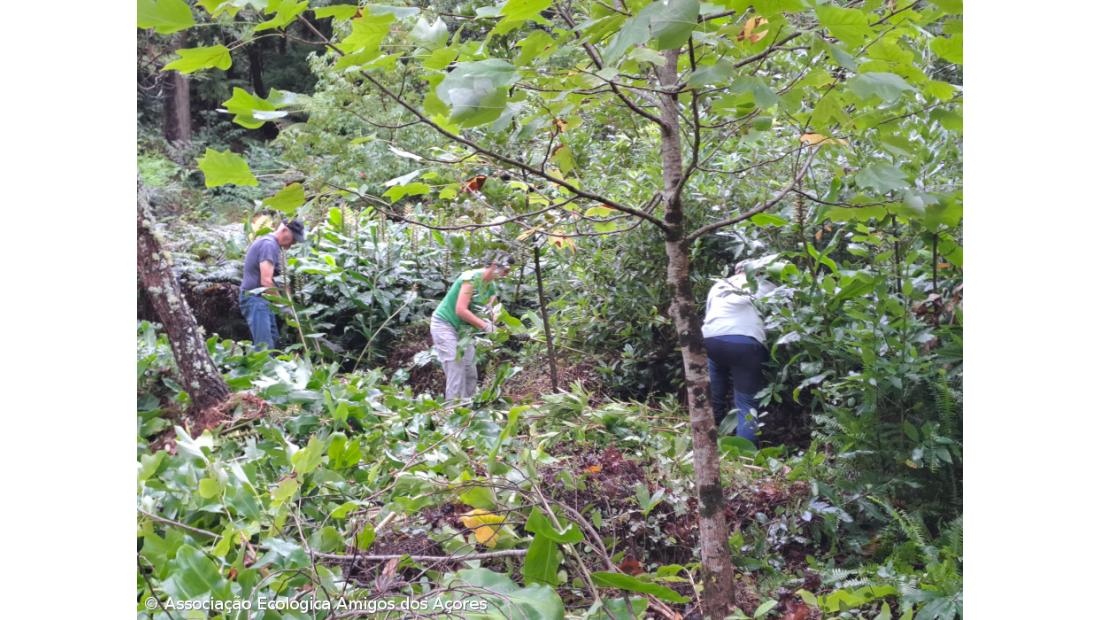 Amigos dos Açores desenvolvem projeto de voluntariado ambiental no Pinhal da Paz