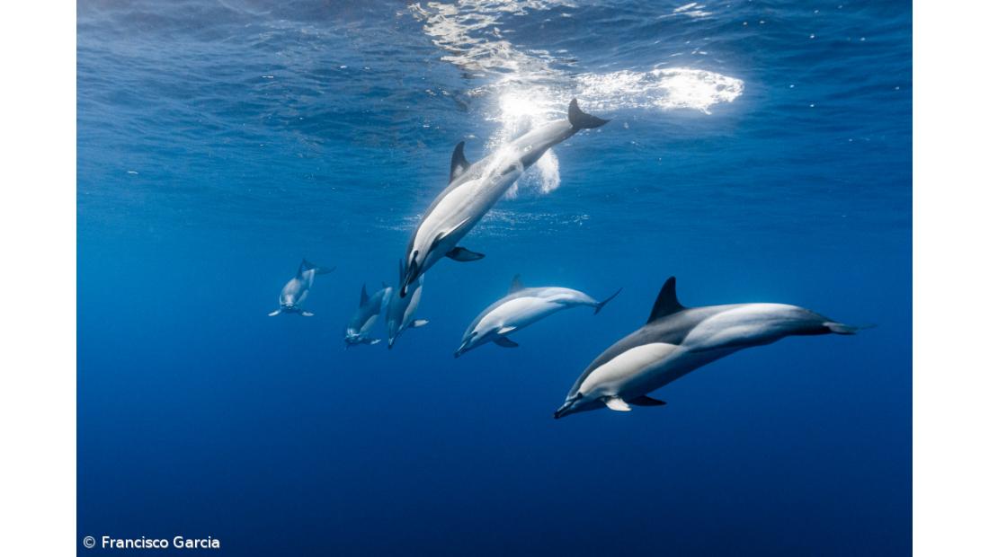 Fundação Oceano Azul congratula Governo dos Açores por proteção do mar da região