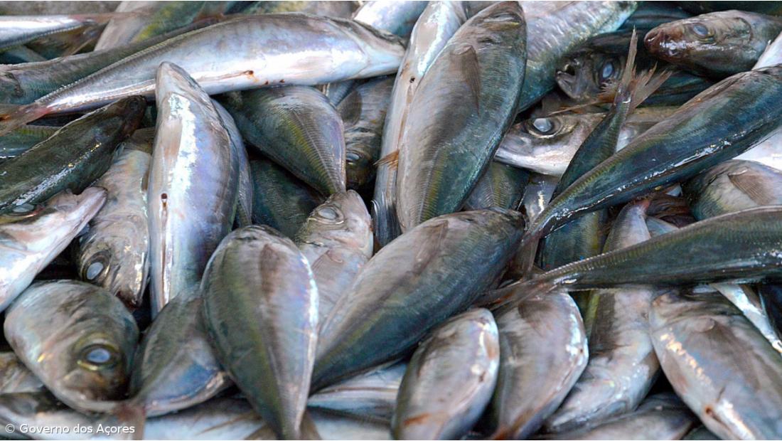Governo Regional promove campanha de valorização do pescado