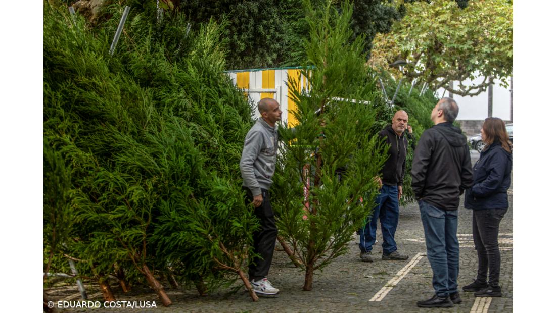 Muitas pessoas ainda cumprem tradição nos Açores e compram árvores de Natal naturais  – Imagem 2