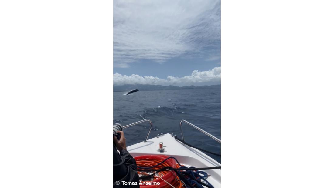 Expedição científica torna Rabo de Peixe o epicentro dos cachalotes – Imagem 2