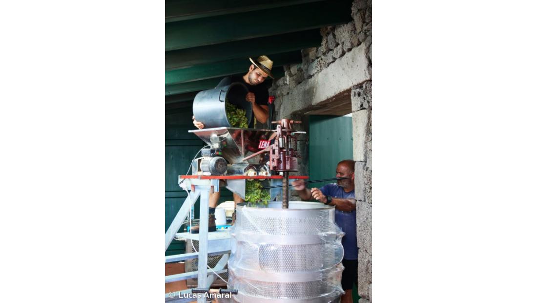 Wine runs through the veins of the Region's youngest producer – Imagem 2