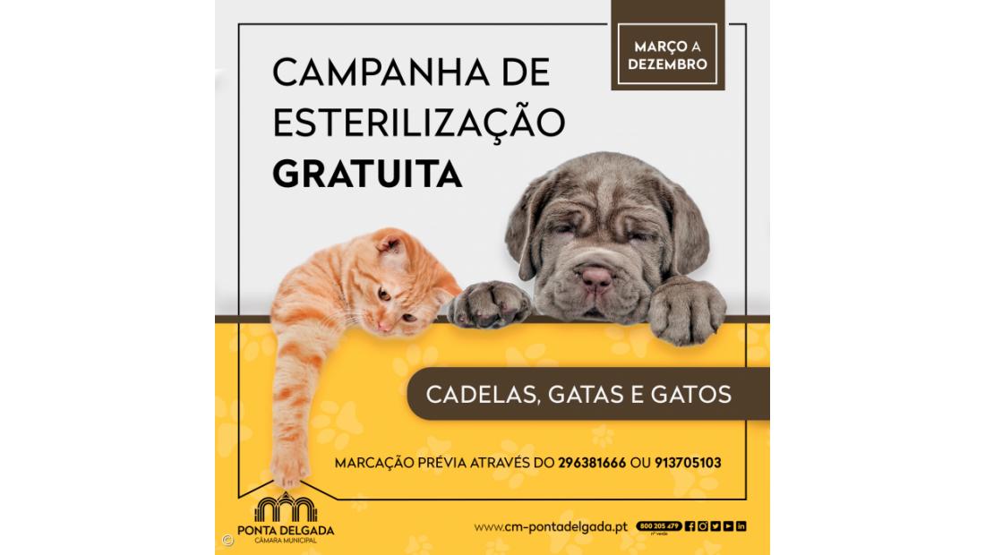 Ponta Delgada volta a promover campanha de esterilização gratuita de animais