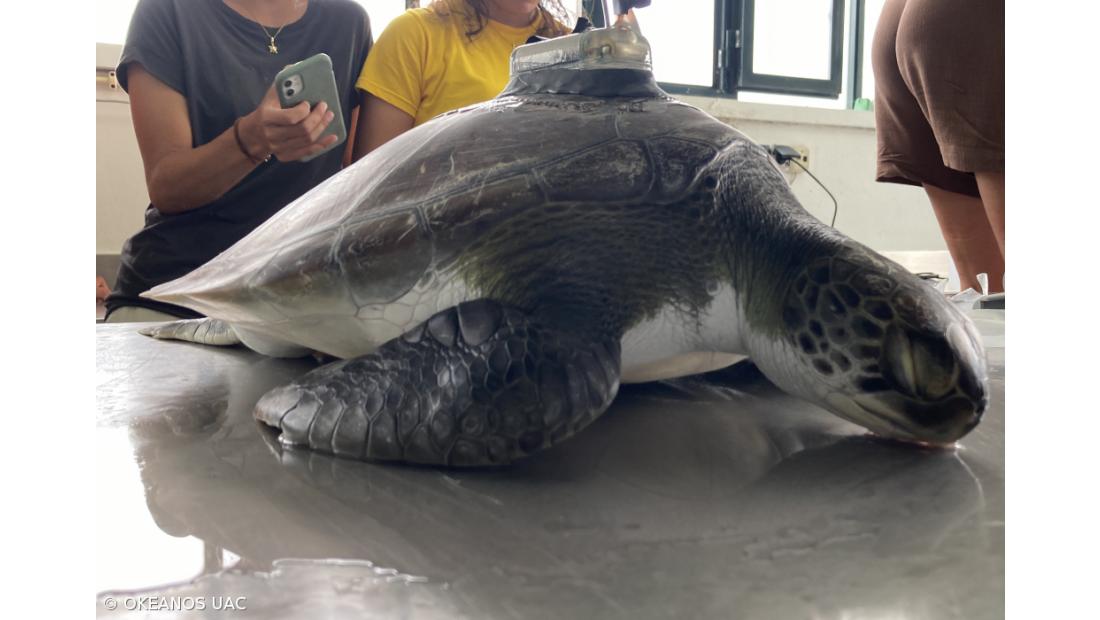Investigadores monitorizam viagem inédita de tartaruga-verde juvenil – Imagem 1