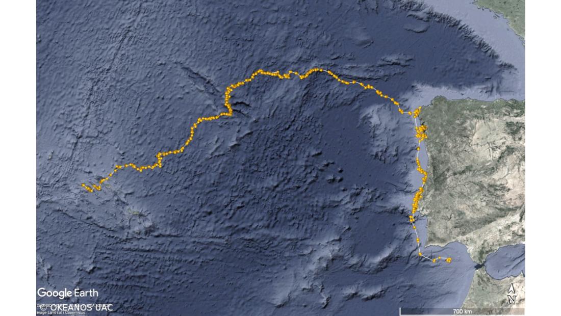 Investigadores monitorizam viagem inédita de tartaruga-verde juvenil – Imagem 2