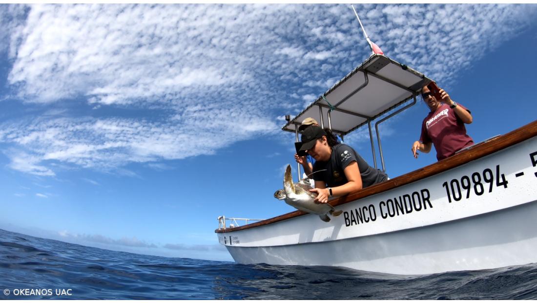 Investigadores monitorizam viagem inédita de tartaruga-verde juvenil – Imagem 3