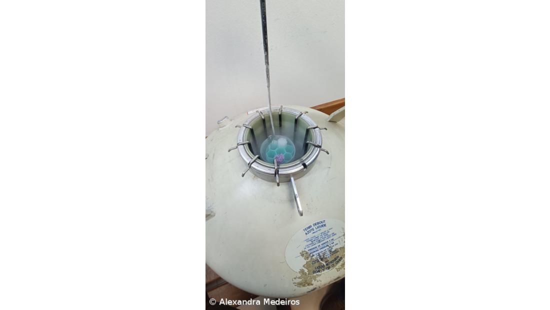 A Seleção Artificial dos bovinos nos Açores – Imagem 2