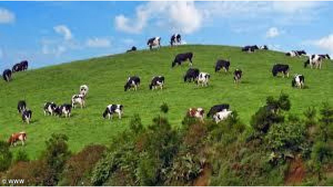 A Seleção Artificial dos bovinos nos Açores – Imagem 4