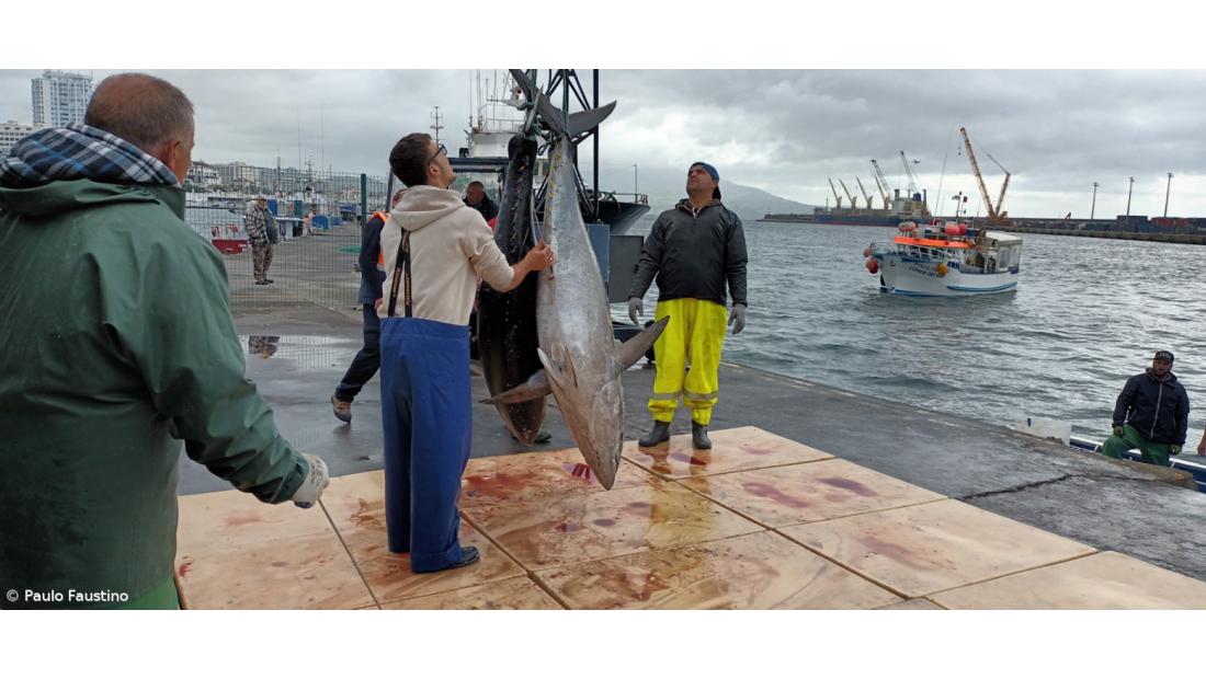 Descargas excecionais de atum patudo geram constrangimentos no porto
