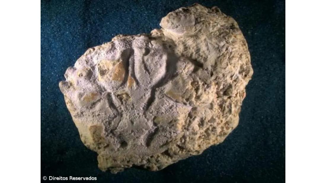 Identificado no Brasil fóssil de nova espécie de caranguejo com 20 milhões de anos