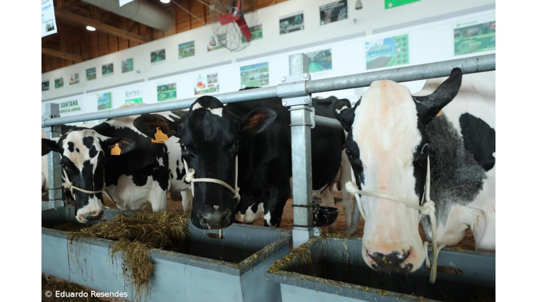 Concurso Micaelense Holstein Frísia de Outono decorre no fim de semana