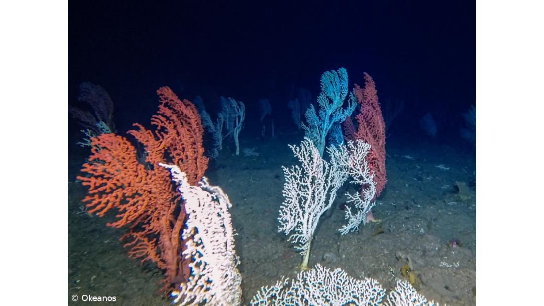 Investigações no mar profundo dos Açores revelam novas espécies – Imagem 2