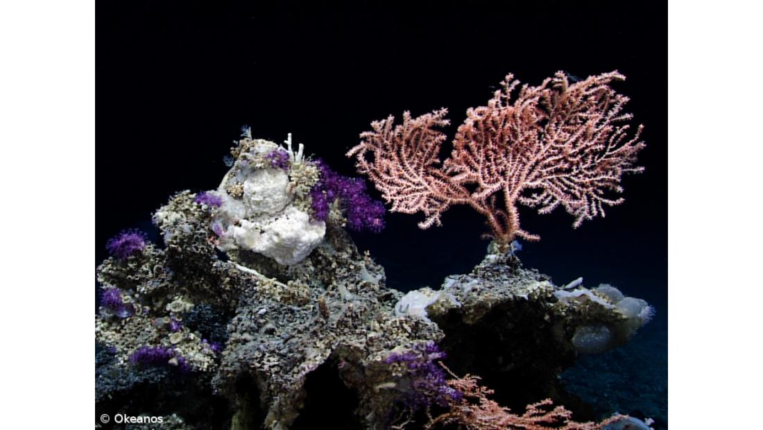 Investigações no mar profundo dos Açores revelam novas espécies – Imagem 3