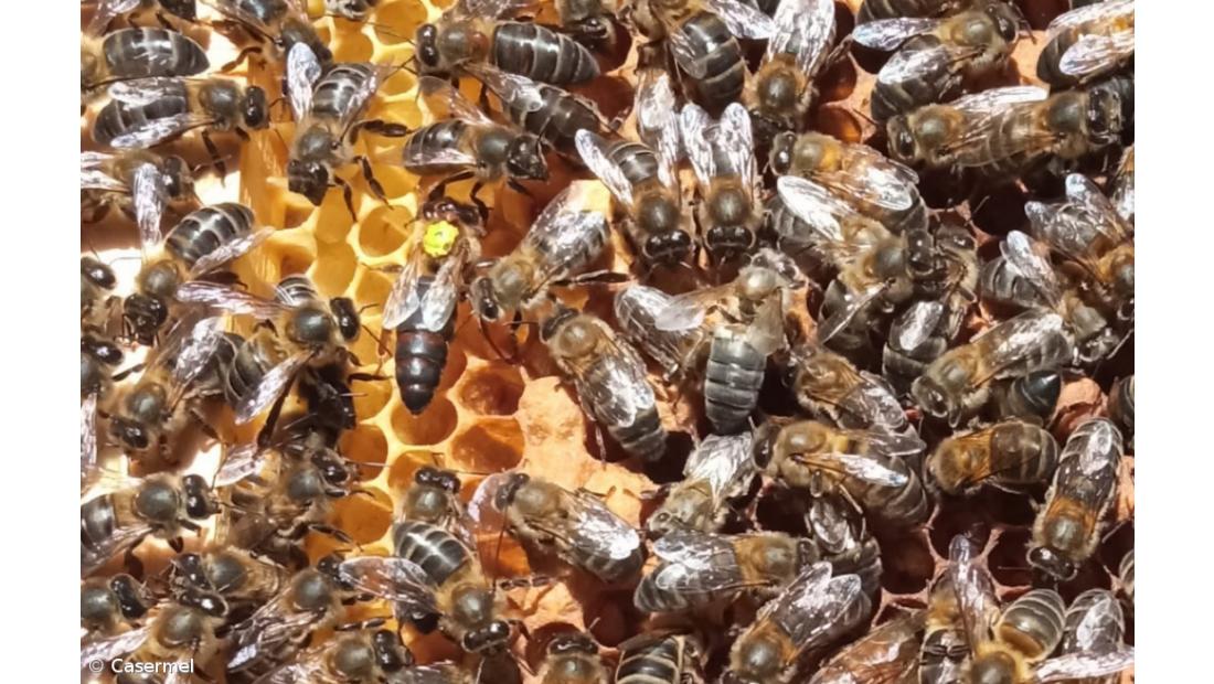 Estudo do património genético das abelhas