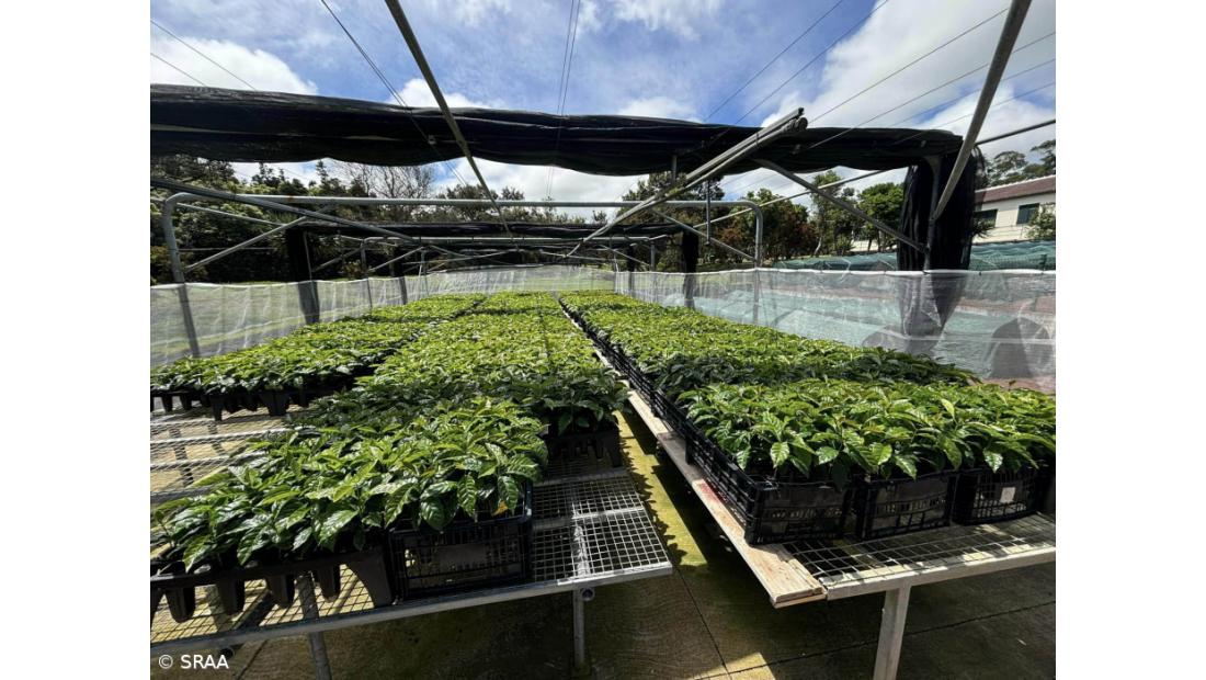 Açores apostam em projeto de experimentação de novas variedades de café