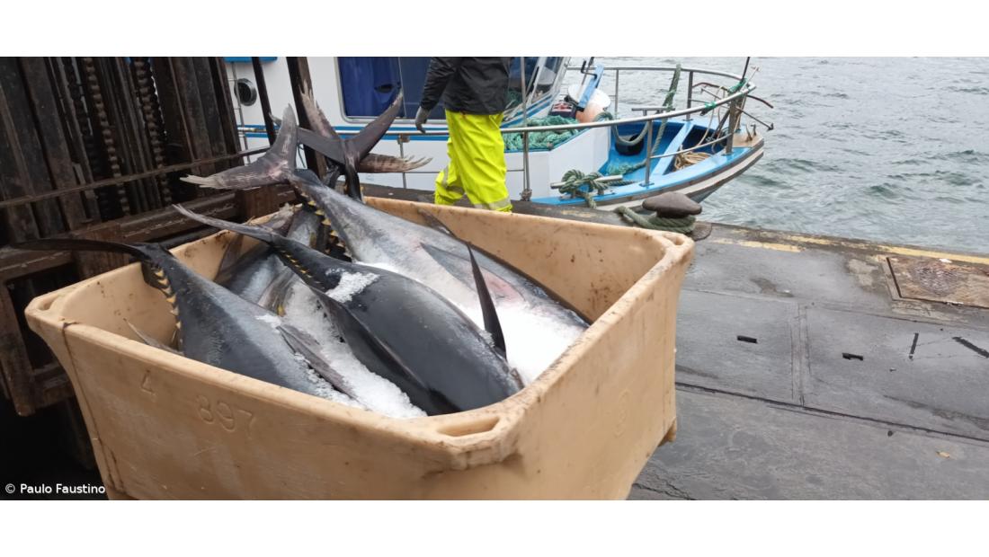 Pescas com quebra de 887 mil euros em novembro