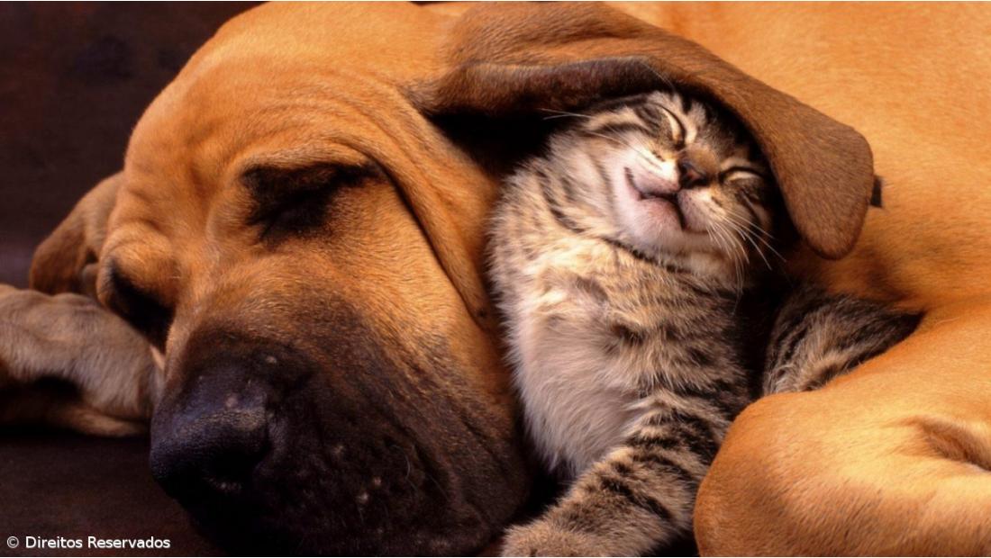 Criado algoritmo para calcular idade biológica e esperança de vida dos cães