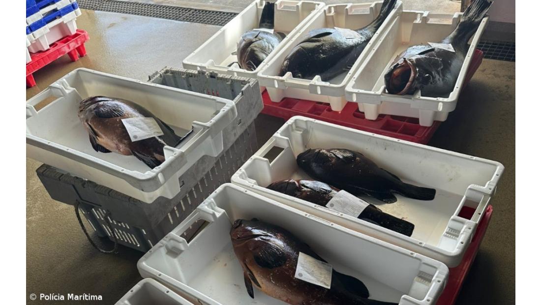 Polícia Marítima apreende 64,5 quilos de mero e arte de pesca na ilha Graciosa