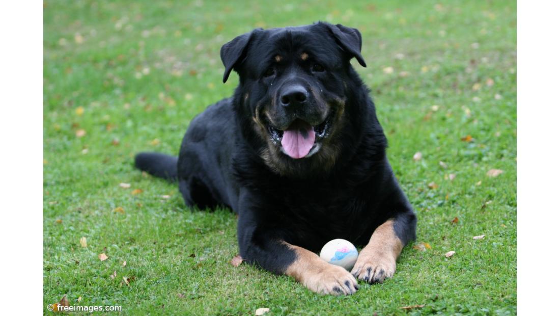 Cães compreendem palavras mesmo que não sejam ditas pelos donos