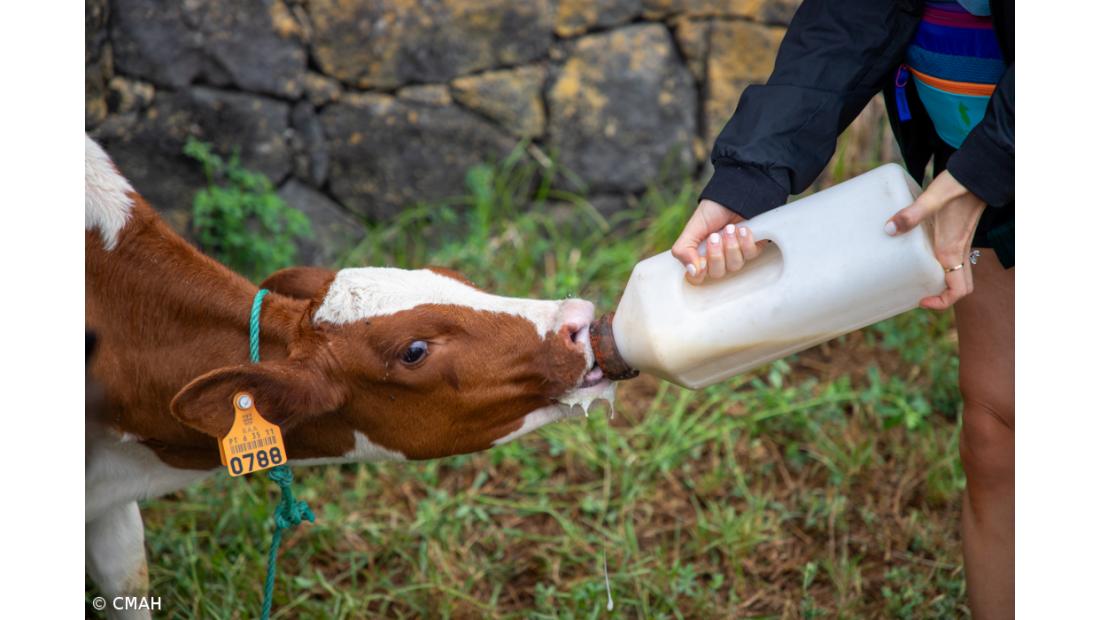 Rota turística dedicada ao leite e queijo em Angra do Heroísmo – Imagem 1