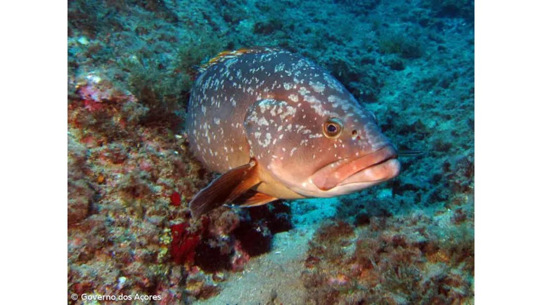 Vírus na origem da morte de meros no mar nos Açores