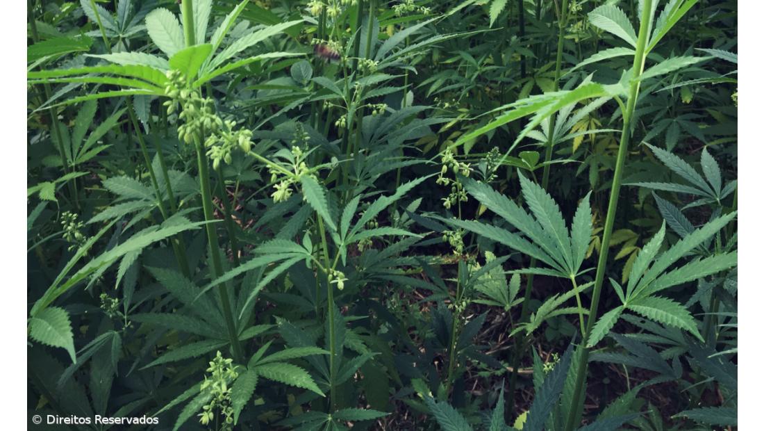 Produção de cânhamo é rentável mas preconceito trava produção