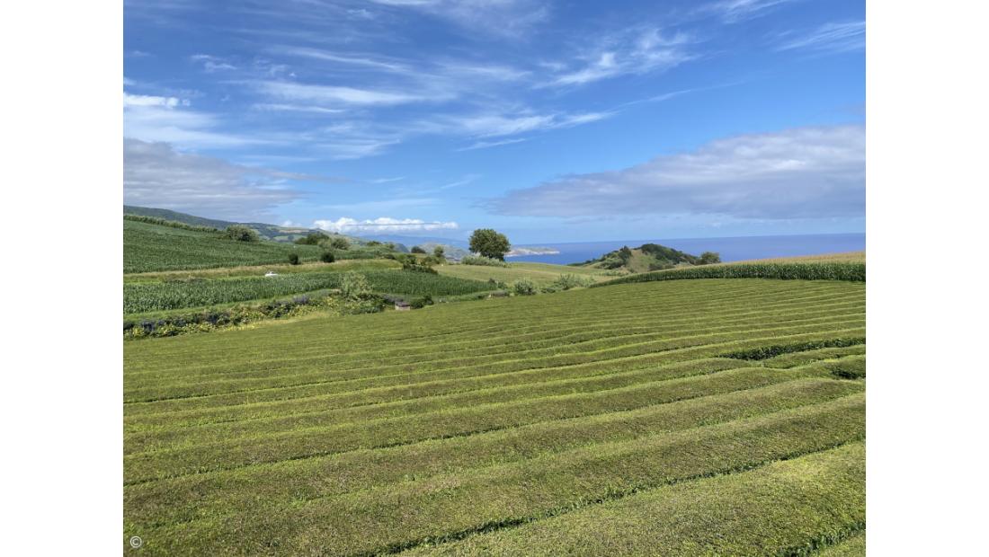 Gorreana: um chá com memória – Imagem 1