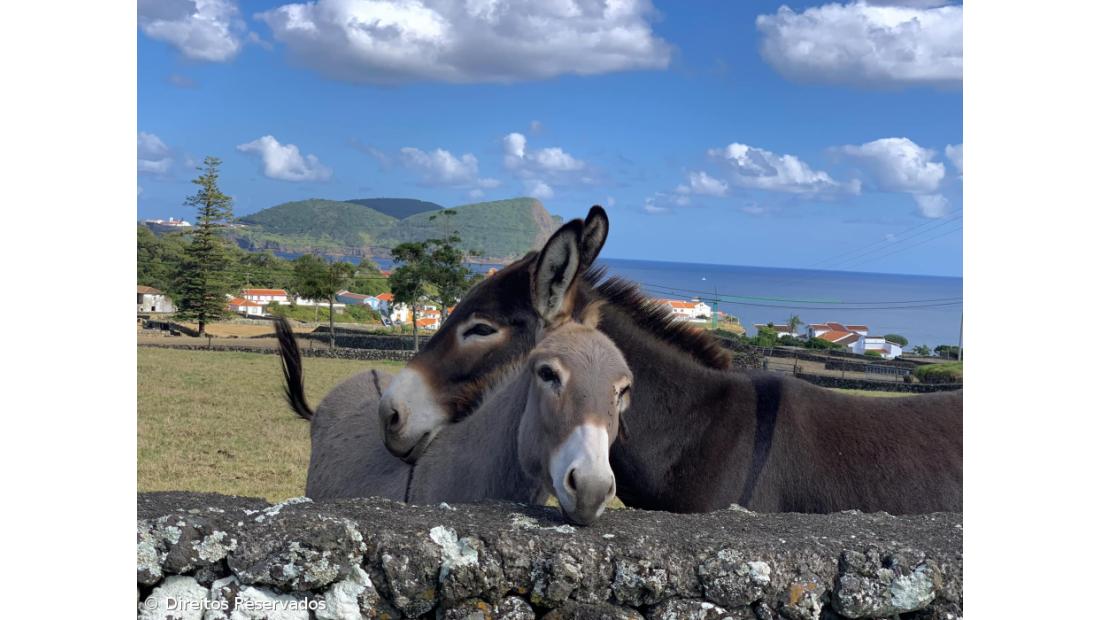 Leite de Burra açoriano exportado para consumo humano e produtos de cosmética – Imagem 3
