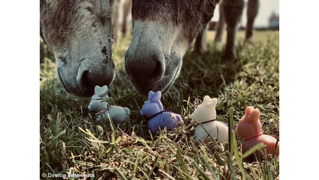 Leite de Burra açoriano exportado para consumo humano e produtos de cosmética – Imagem 9