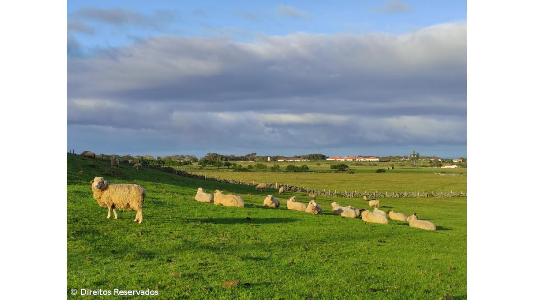 Aníbal Moura: “O que me faz sentir que deixarei um legado é ver hoje a ilha toda povoada de pequenos rebanhos de ovinos” – Imagem 2