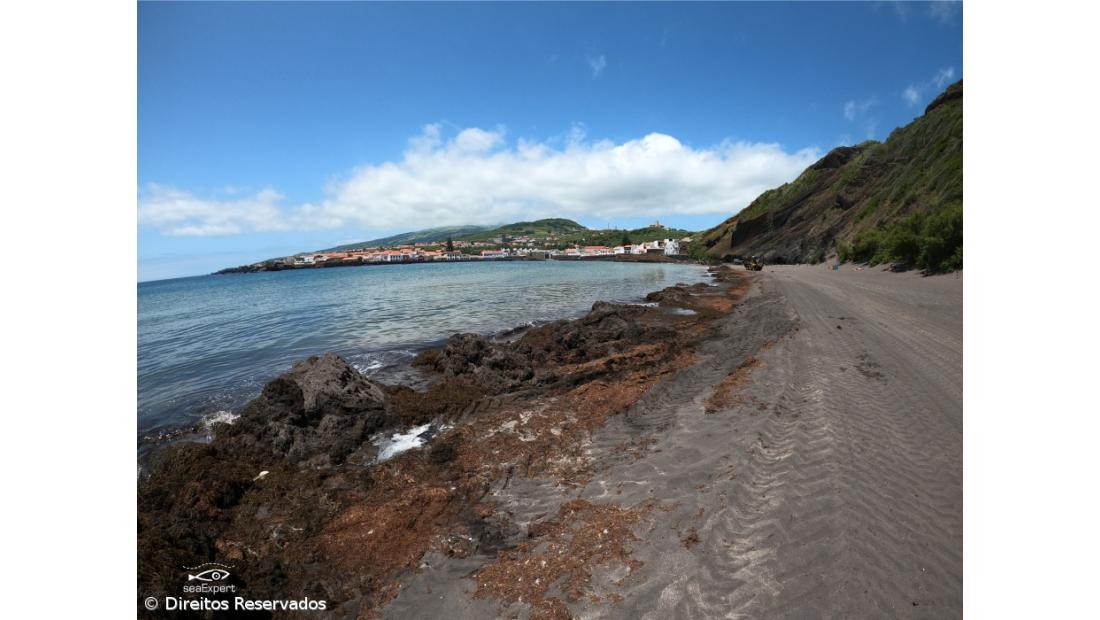 Os super poderes das algas  – Imagem 3