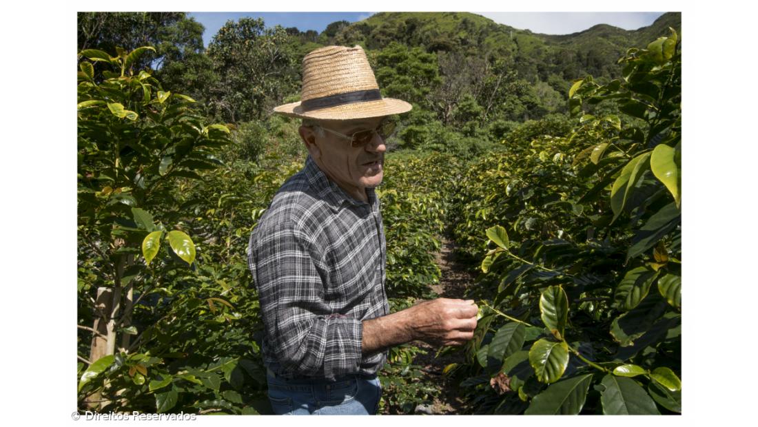 Há quem vá a São Jorge só para beber o Café da Fajã dos Vimes – Imagem 2