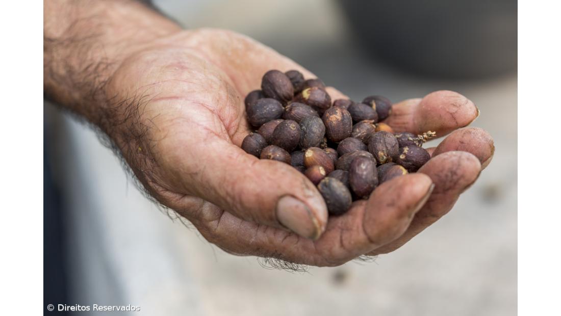 Há quem vá a São Jorge só para beber o Café da Fajã dos Vimes – Imagem 6